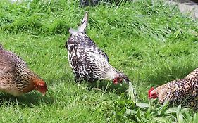 Gite A La Ferme