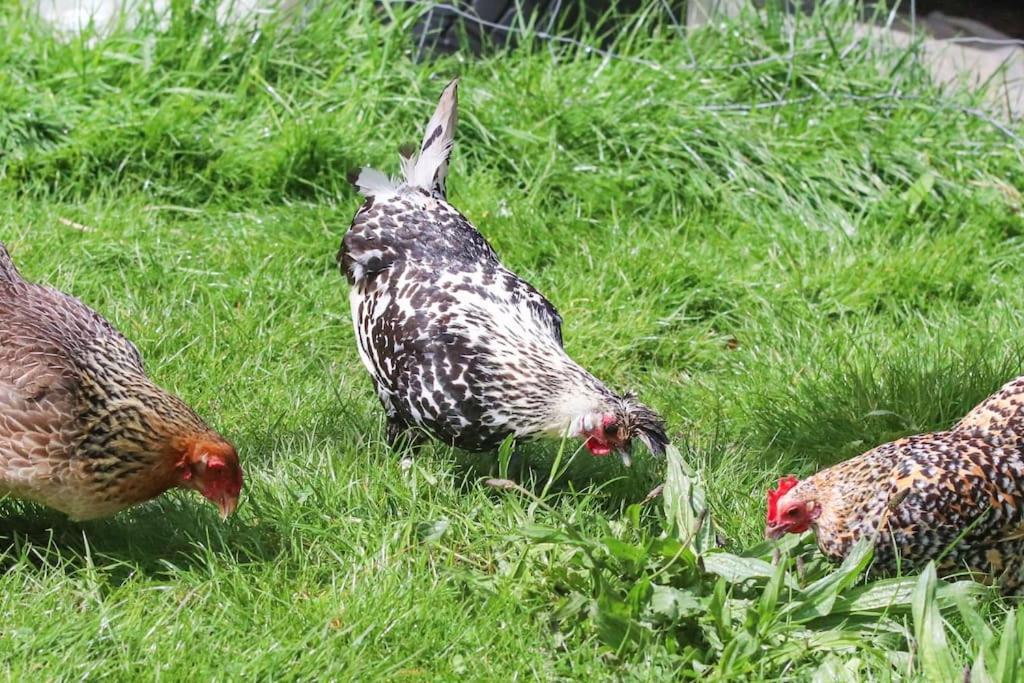 Gite A La Ferme Questembert Extérieur photo